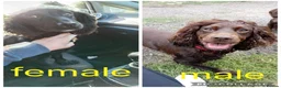 Cocker Spaniel dogs for sale: 1 male and female Cocker for new homes - Advert 1