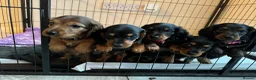 Miniature Dachshund dogs for stud: STUD Mini Dachshund  - Advert 10