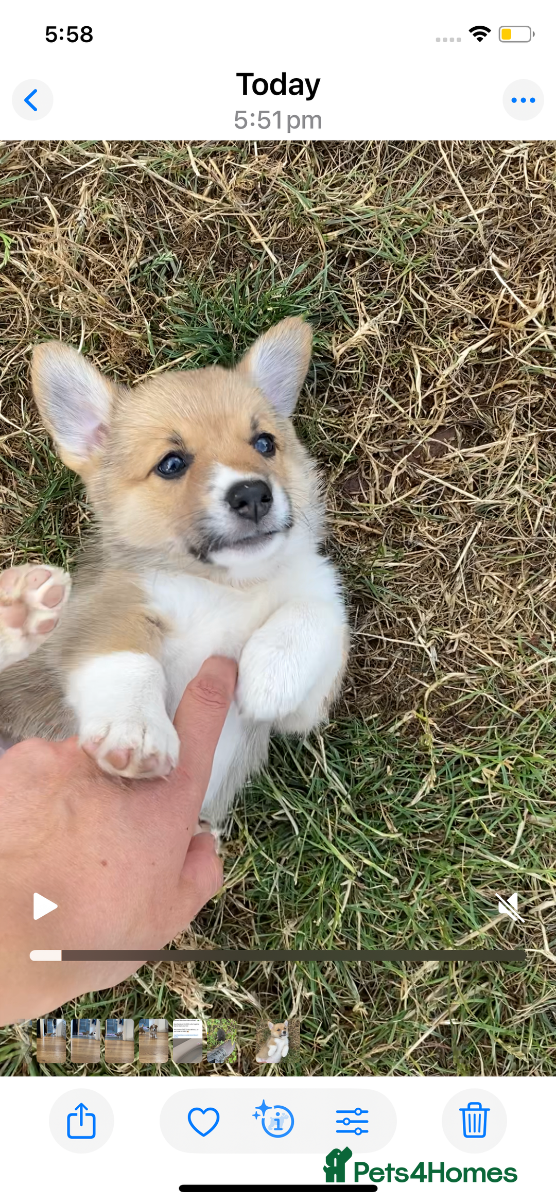Mixed Breed dogs for sale: Corgi cross puppies - Image 1