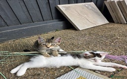Mixed Breed cats for sale: 3 beautiful kittens  - Image 3