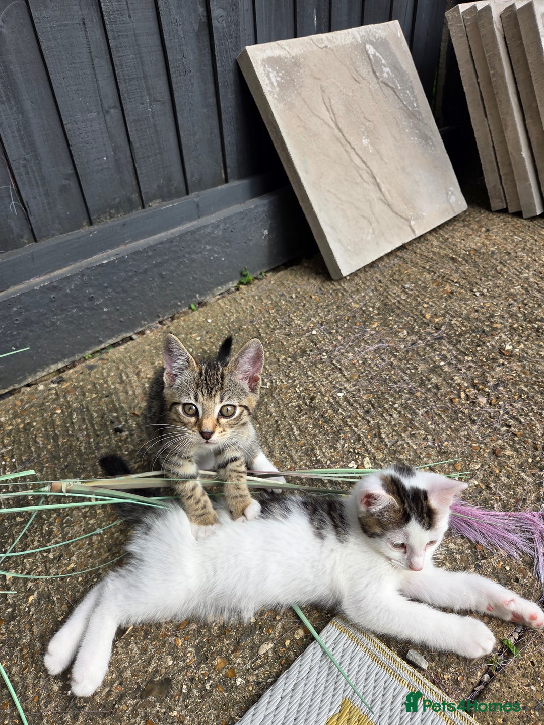 Mixed Breed cats for sale: 3 beautiful kittens  - Image 3