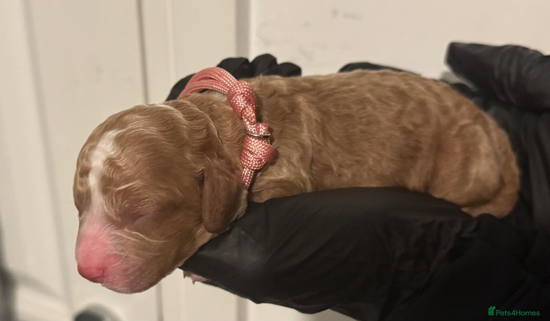 Cockapoo dogs for sale: 🐾 Beautiful Red Cockapoo Puppies 🐾 - Advert 4