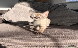 Bengal cats for sale: Stunning full pedigree bengal kittens  - Image 26