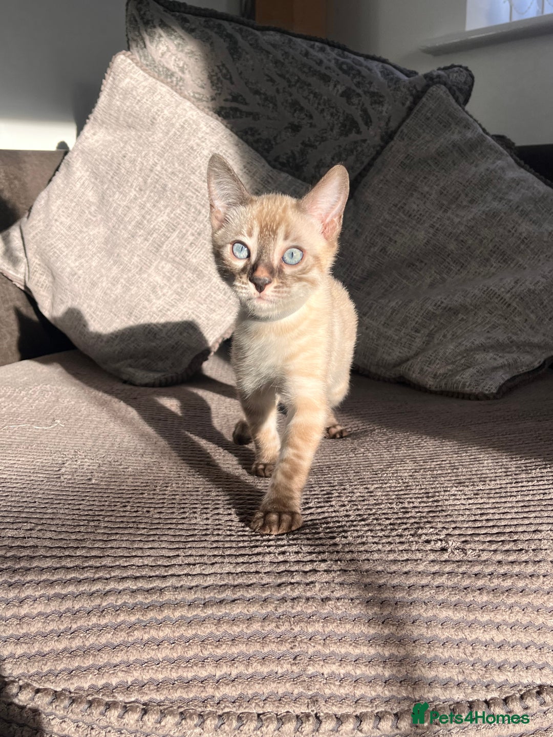 Bengal cats for sale: Stunning full pedigree bengal kittens  - Image 26