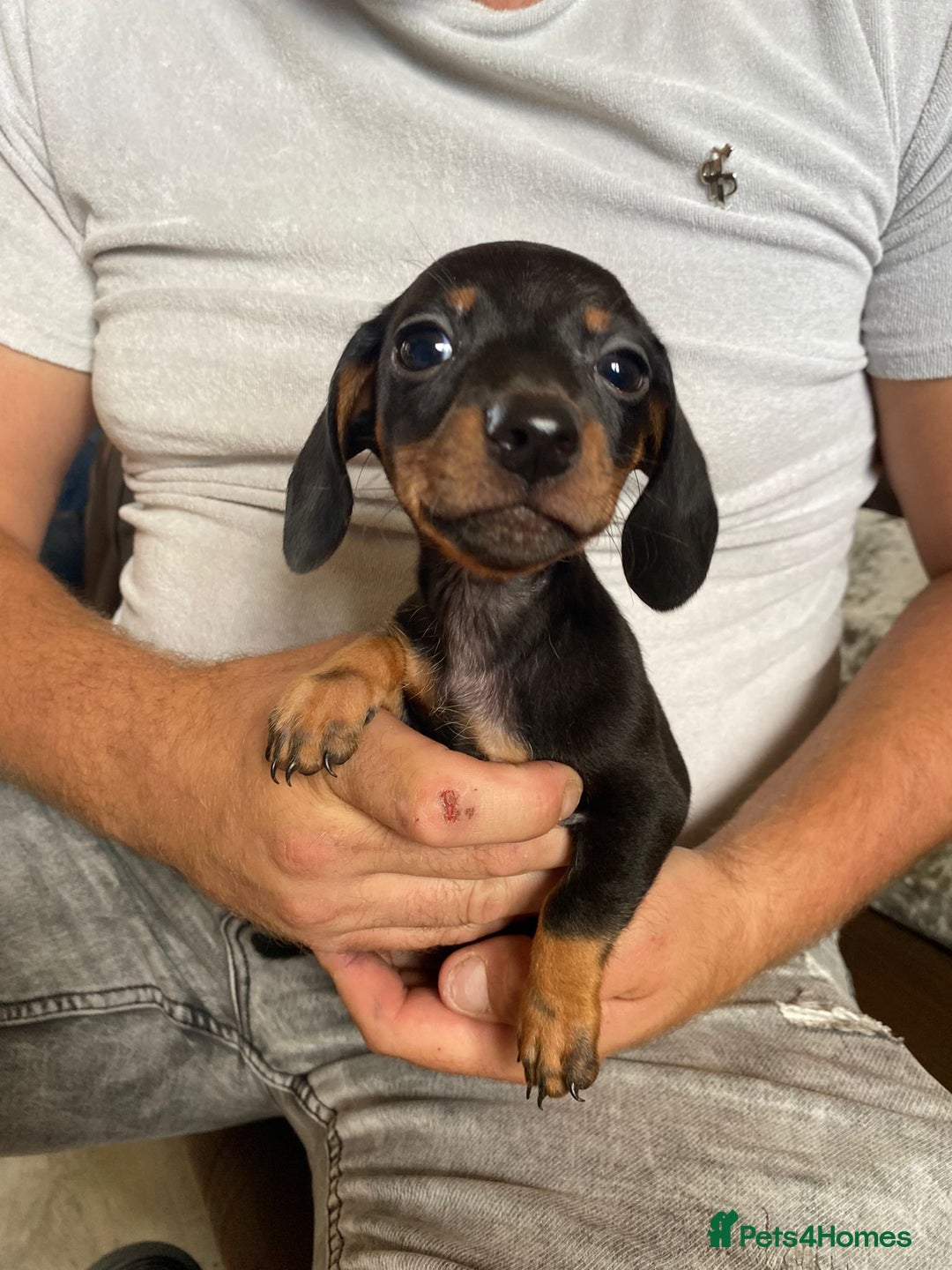 Miniature Dachshund dogs for sale: miniature dachshund  - Image 3