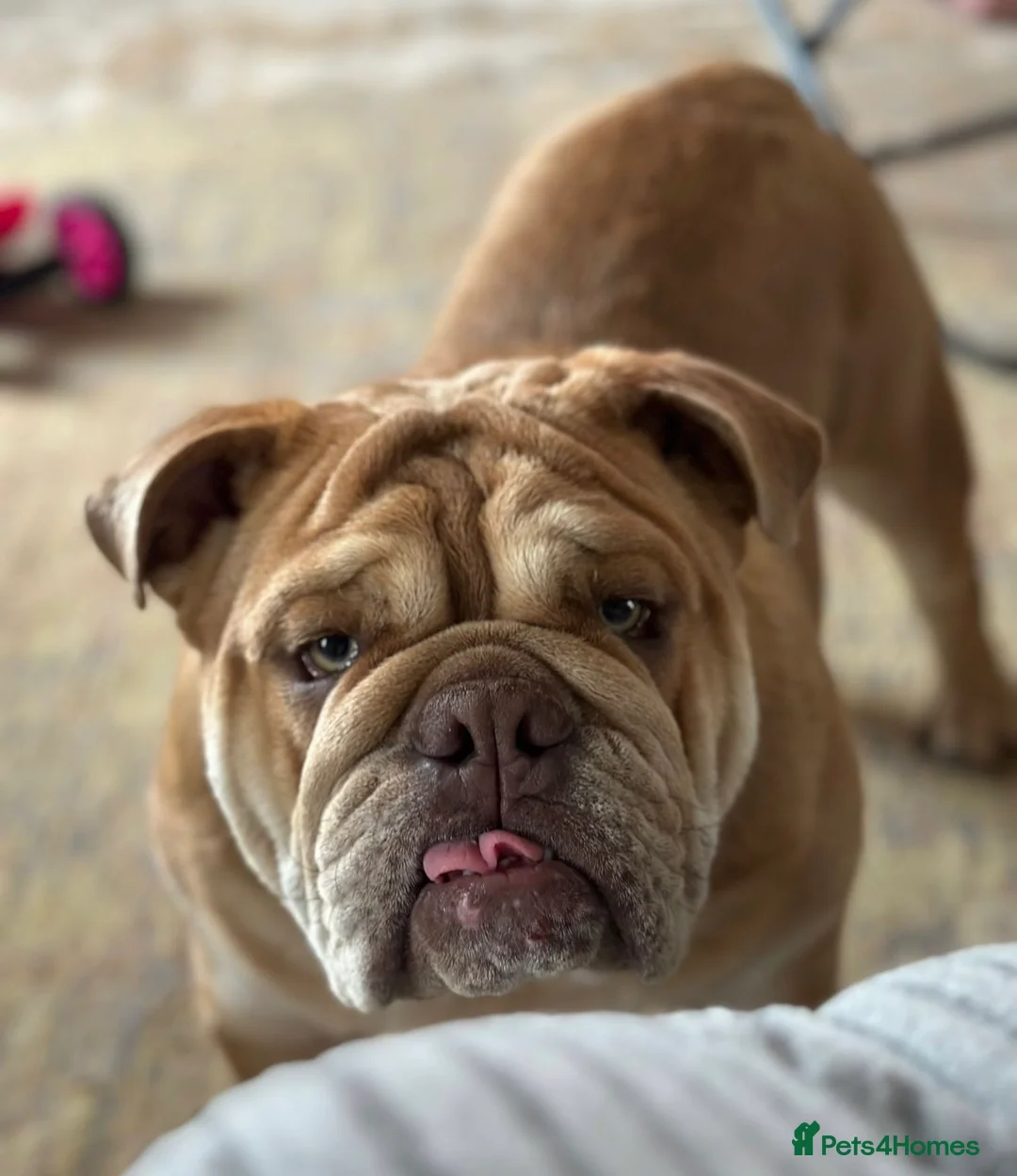 English Bulldog dogs for sale: 16 Months Old  - Advert 1