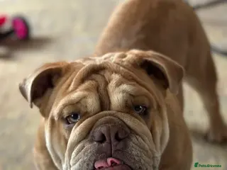 English Bulldog dogs 16 Months Old - Advert 8