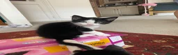 Mixed Breed cats for sale: Kittens ready now - Advert 4