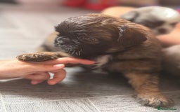 Mixed Breed dogs for sale: Beautiful little chugs  - Image 3
