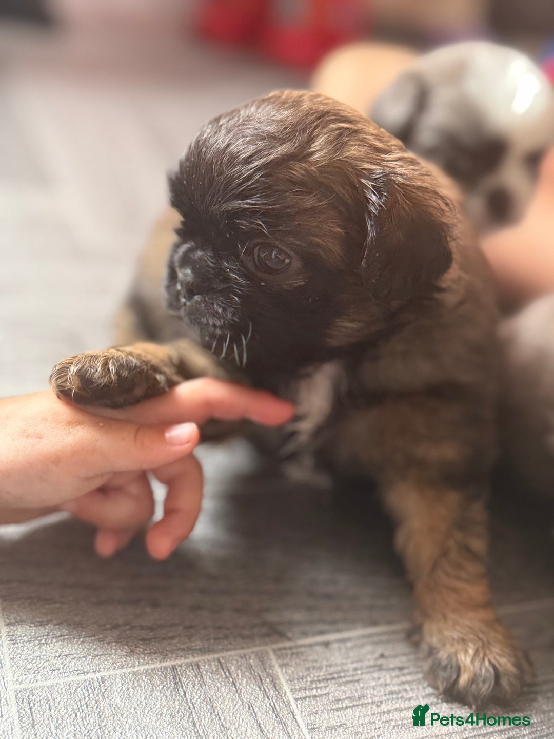 Mixed Breed dogs for sale: Beautiful little chugs  - Image 3