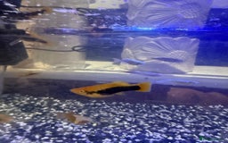 Platies fish for sale: Platy and danios - Image 9