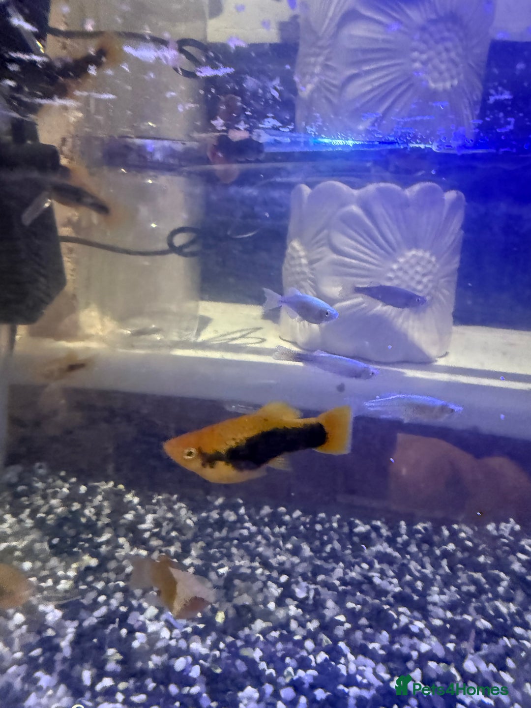 Platies fish for sale: Platy and danios - Image 9