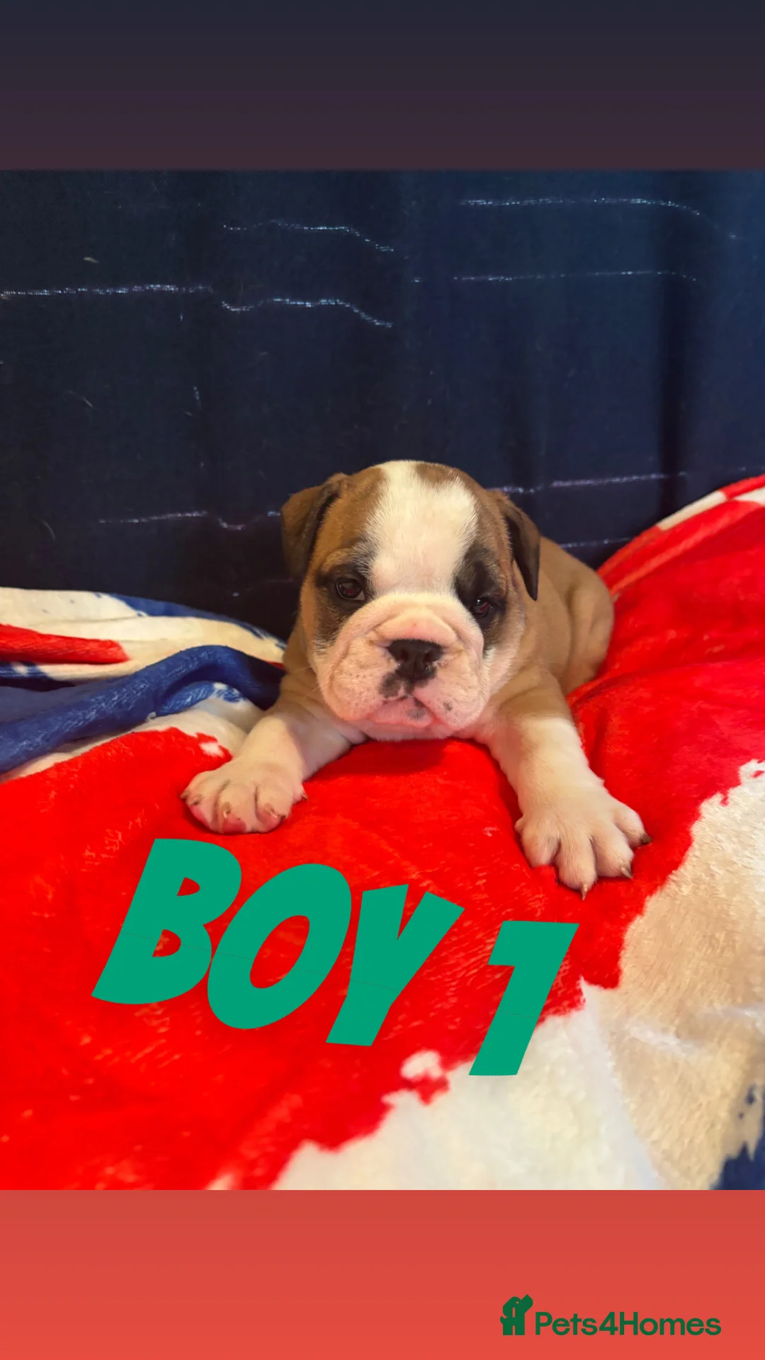 English Bulldog dogs for sale: Healthy beautiful British bulldogs - Advert 37
