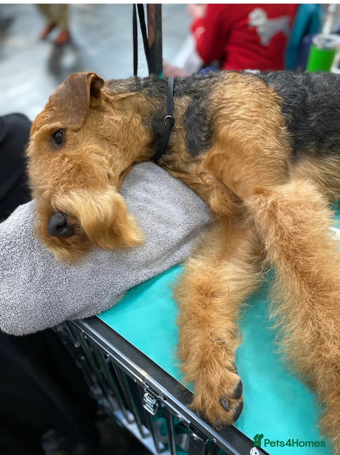 Airedale Terrier dogs for sale: ⭐️Waiting List Open⭐️ - Advert 2