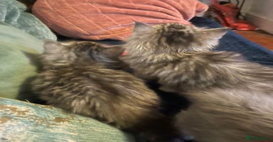 Mixed Breed cats - Advert 4