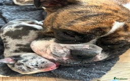 Old Tyme Bulldog dogs for sale: Beautiful old tyme bulldogs  - Image 11