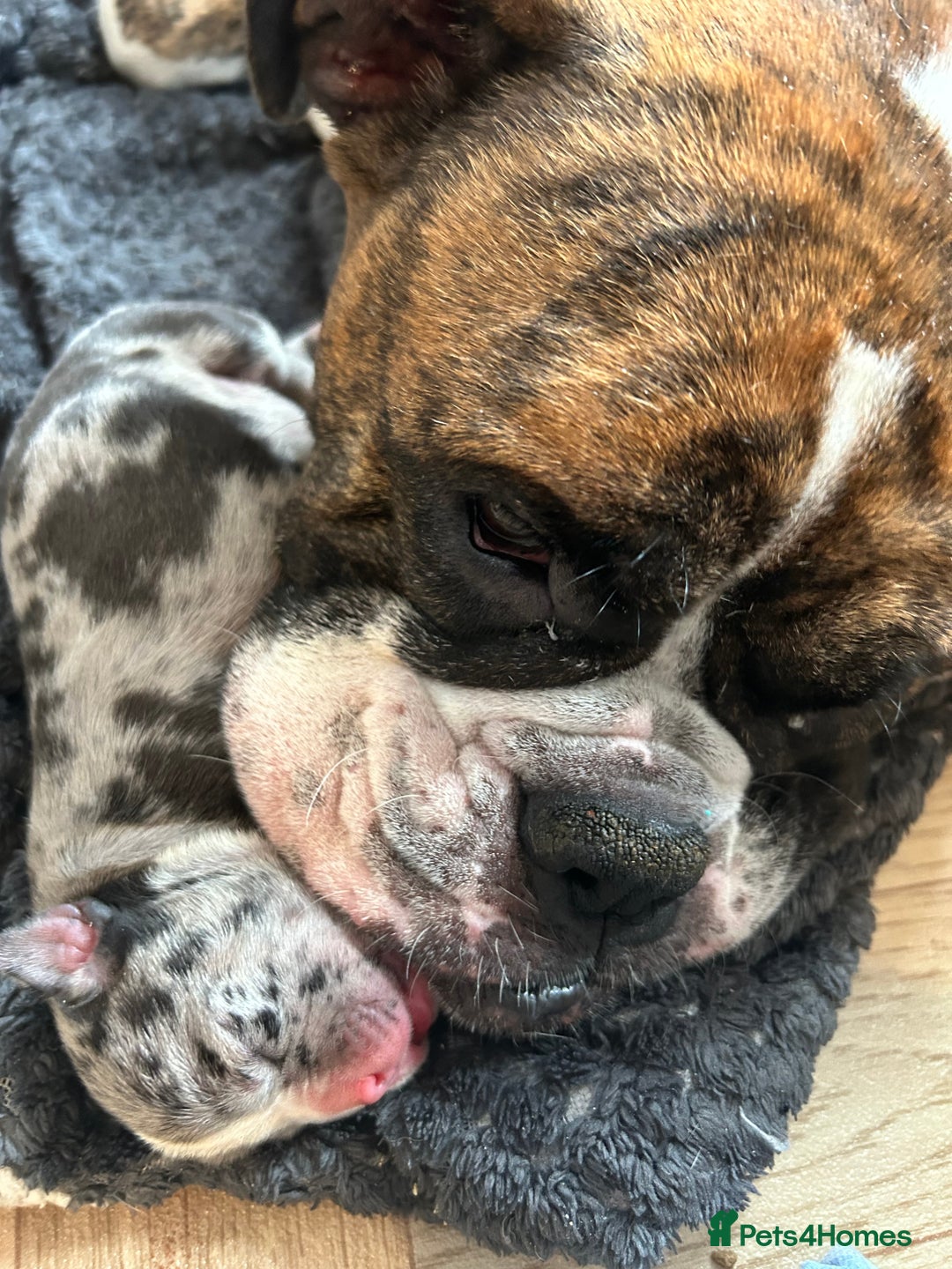 Old Tyme Bulldog dogs for sale: Beautiful old tyme bulldogs  - Image 11