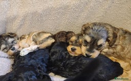 Cockapoo dogs for sale: Super Socialised F1 Cockapoo Puppies. DNA TESTED.  - Image 5