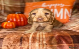 Cocker Spaniel dogs for sale: 🧡💛❤️Stunning KC Show Cocker Spaniels❤️🩷🧡 - Image 25