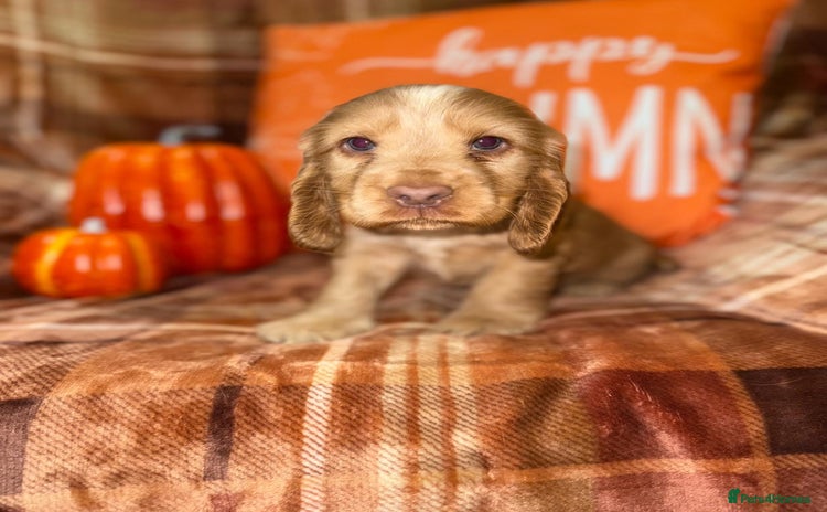 Cocker Spaniel dogs - Advert 12