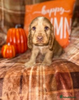 Cocker Spaniel dogs - Advert 2