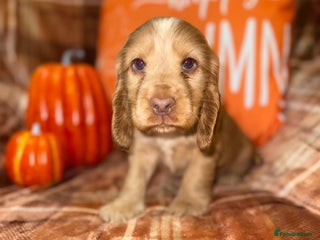 Cocker Spaniel dogs - Advert 25