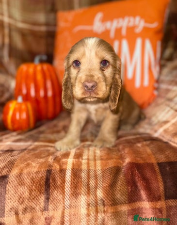 Cocker Spaniel dogs - Advert 12