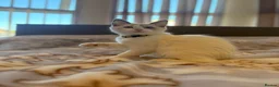 Ragdoll cats for sale: Adorable White Ragdoll Male - Advert 3