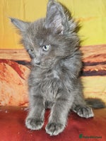Maine Coon cats in Dagenham - Advert 8
