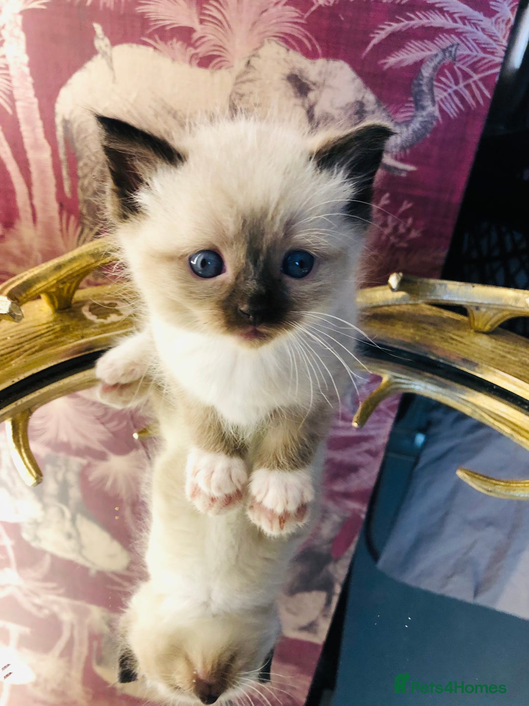 Ragdoll cats for sale: Ragdoll kittens  - Advert 25