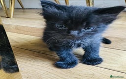 Ragdoll cats for sale: Ragdoll mixed kittens - Image 2