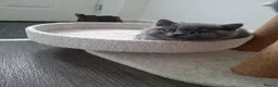British Shorthair cats for sale: BEAUTIFUL BRITISH SHORTHAIR KITTENS - Advert 6