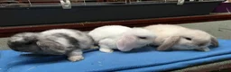 Mini Lop rabbits for sale: Gorgeous mini lops for sale  - Advert 5