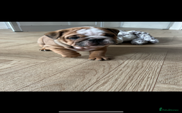 English Bulldog dogs for sale: English bulldog pups for sale  - Image 6