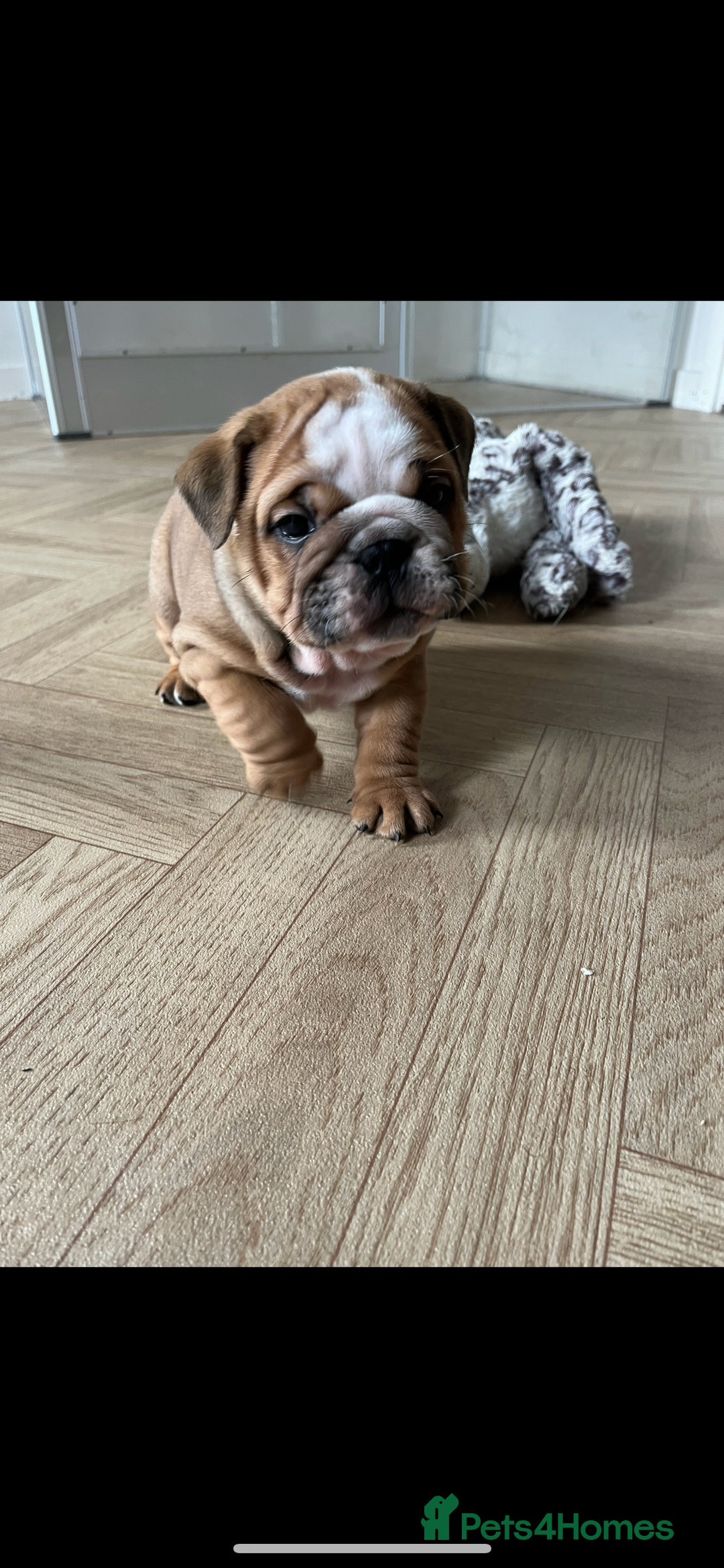 English Bulldog dogs for sale: English bulldog pups for sale  - Image 6