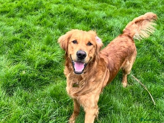 Golden Retriever dogs for stud in Hassocks - Advert 2