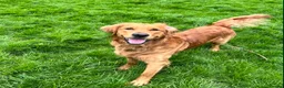 Golden Retriever dogs for stud: Proven Golden Retreiver for stud  in Hassocks - Advert 1