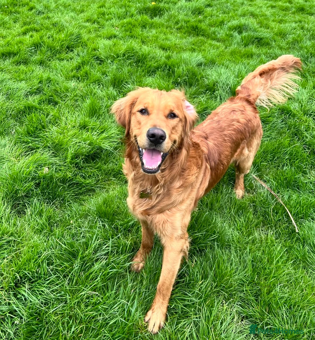 Golden Retriever dogs for stud: Proven Golden Retreiver for stud  in Hassocks - Advert 1