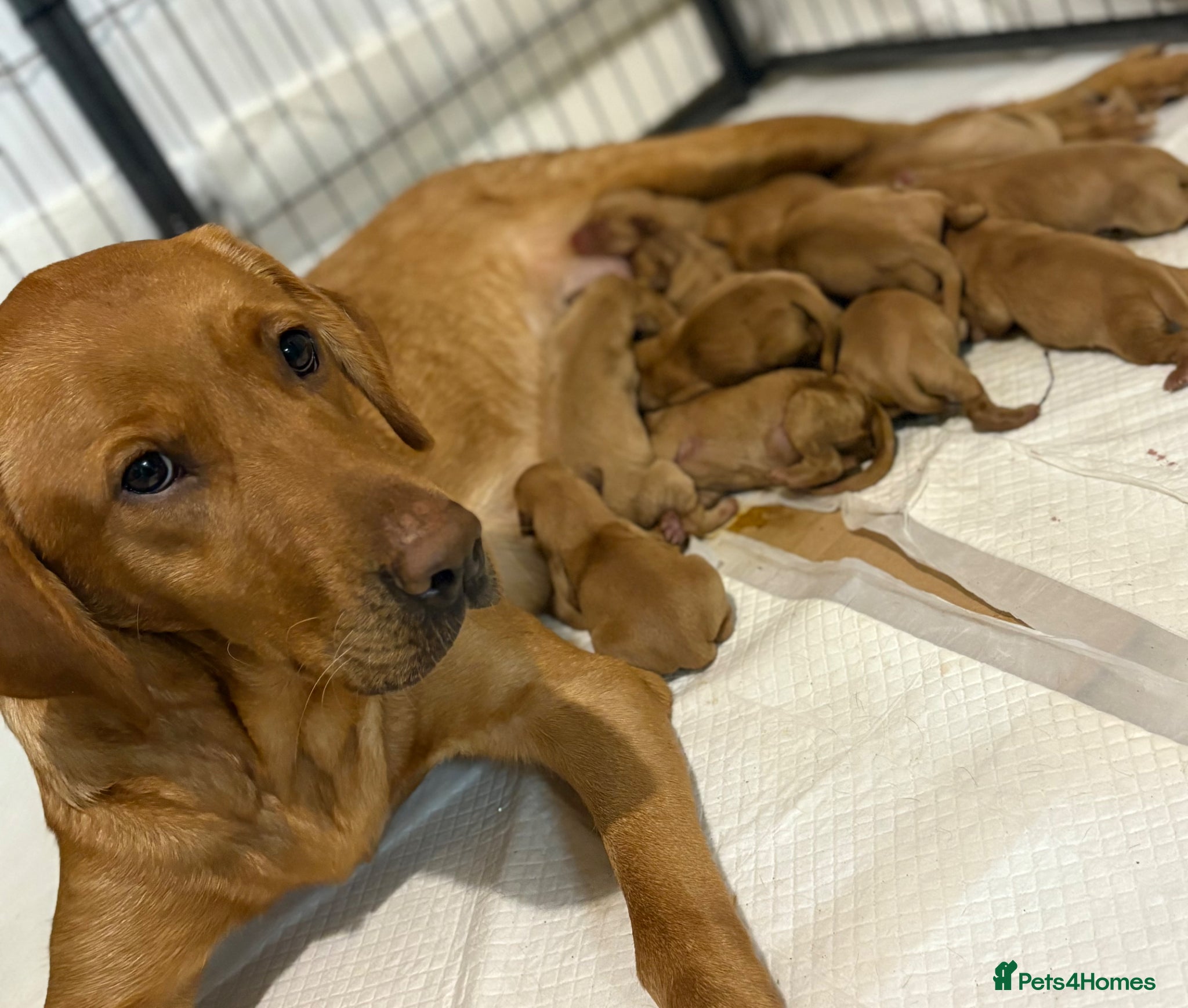 Labrador Retriever dogs Fox Red Labradors - Advert 2