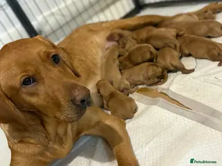 Labrador Retriever dogs Fox Red Labradors - Advert 2