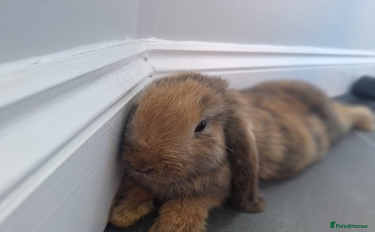 Mini Lop rabbits - Advert 2