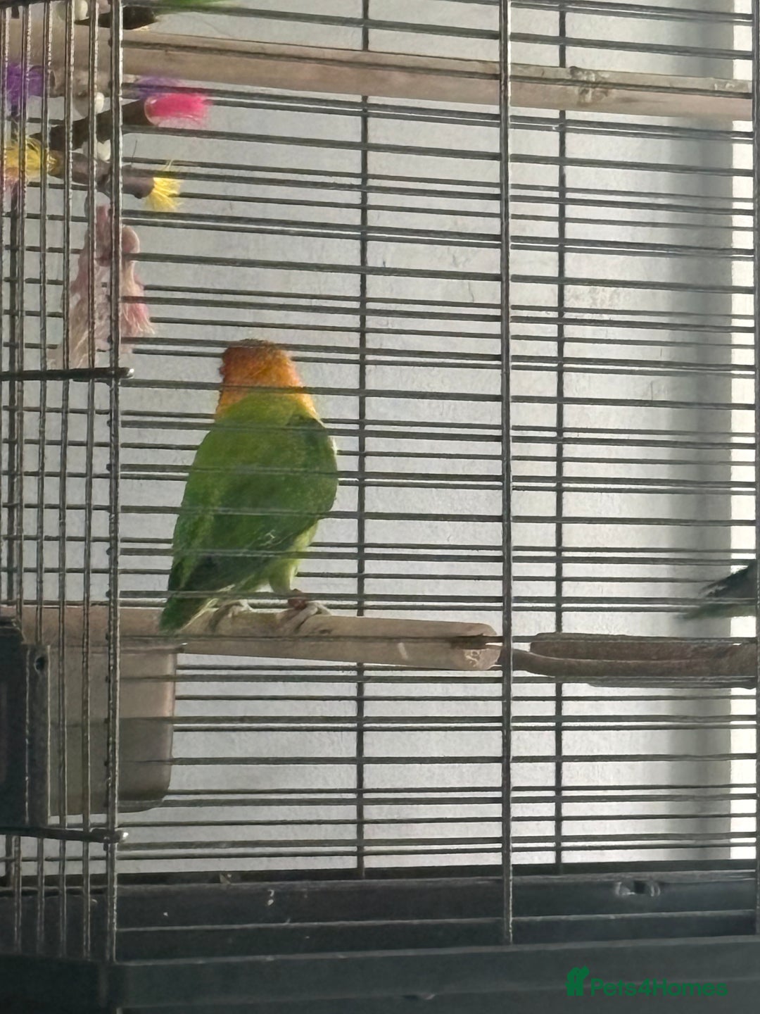 Lovebirds birds for sale: 4-6 month old love bird - Advert 2