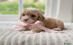 Cavapoochon dogs for sale: Cavapoochon puppies - Image 18