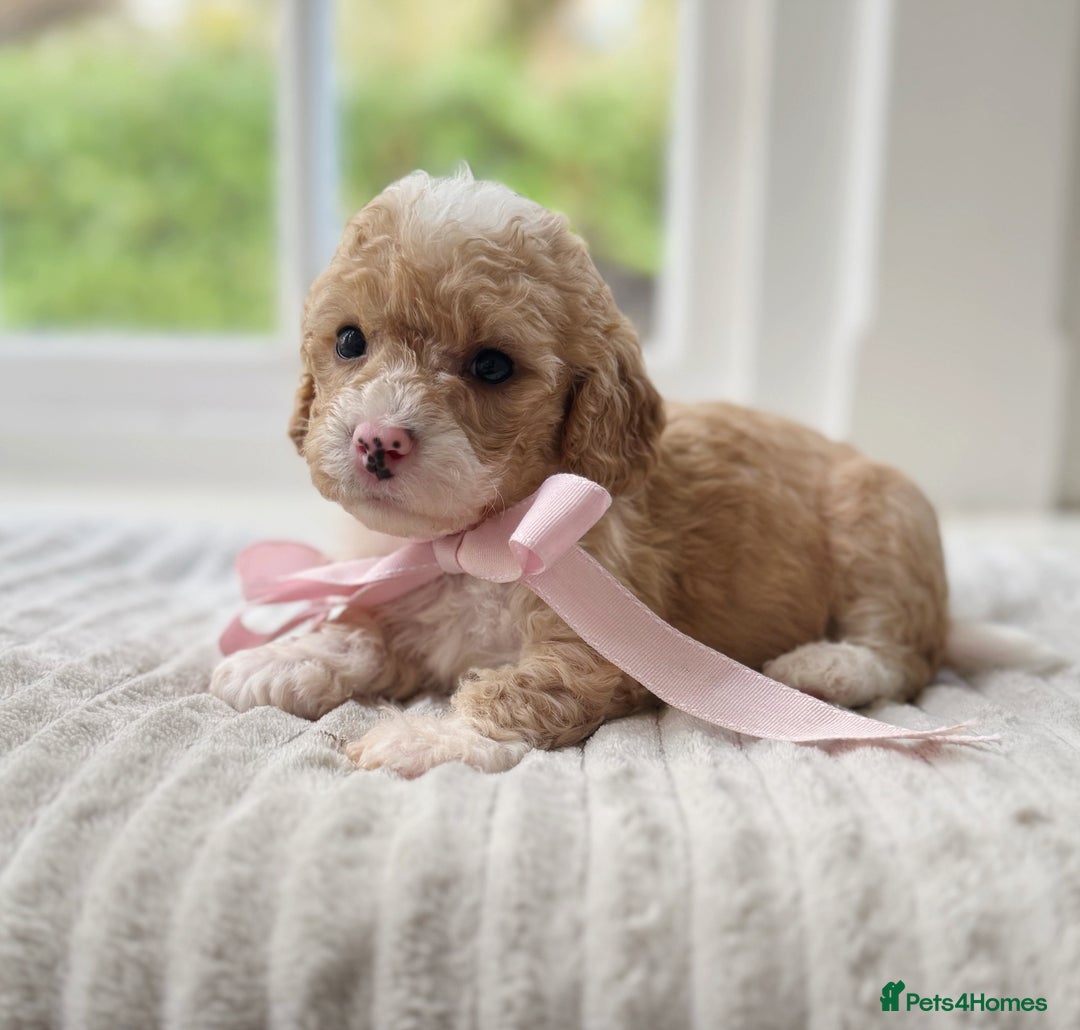 Cavapoochon dogs for sale: Cavapoochon puppies - Image 18