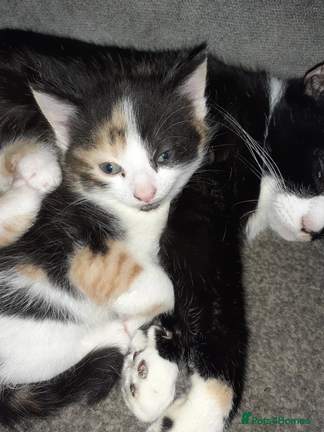 Mixed Breed cats for sale: Beautiful kittens for sale - Advert 4