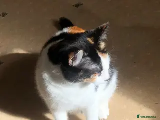 Domestic Shorthair cats Vaccinated Adorable Russian Blue boy & calico girl - Advert 4