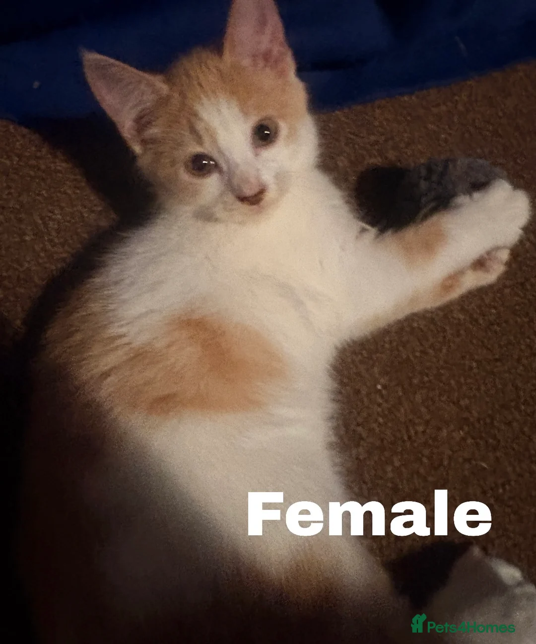 Mixed Breed cats for sale: ** One Sphynx Variant Kitten left ** - Advert 9