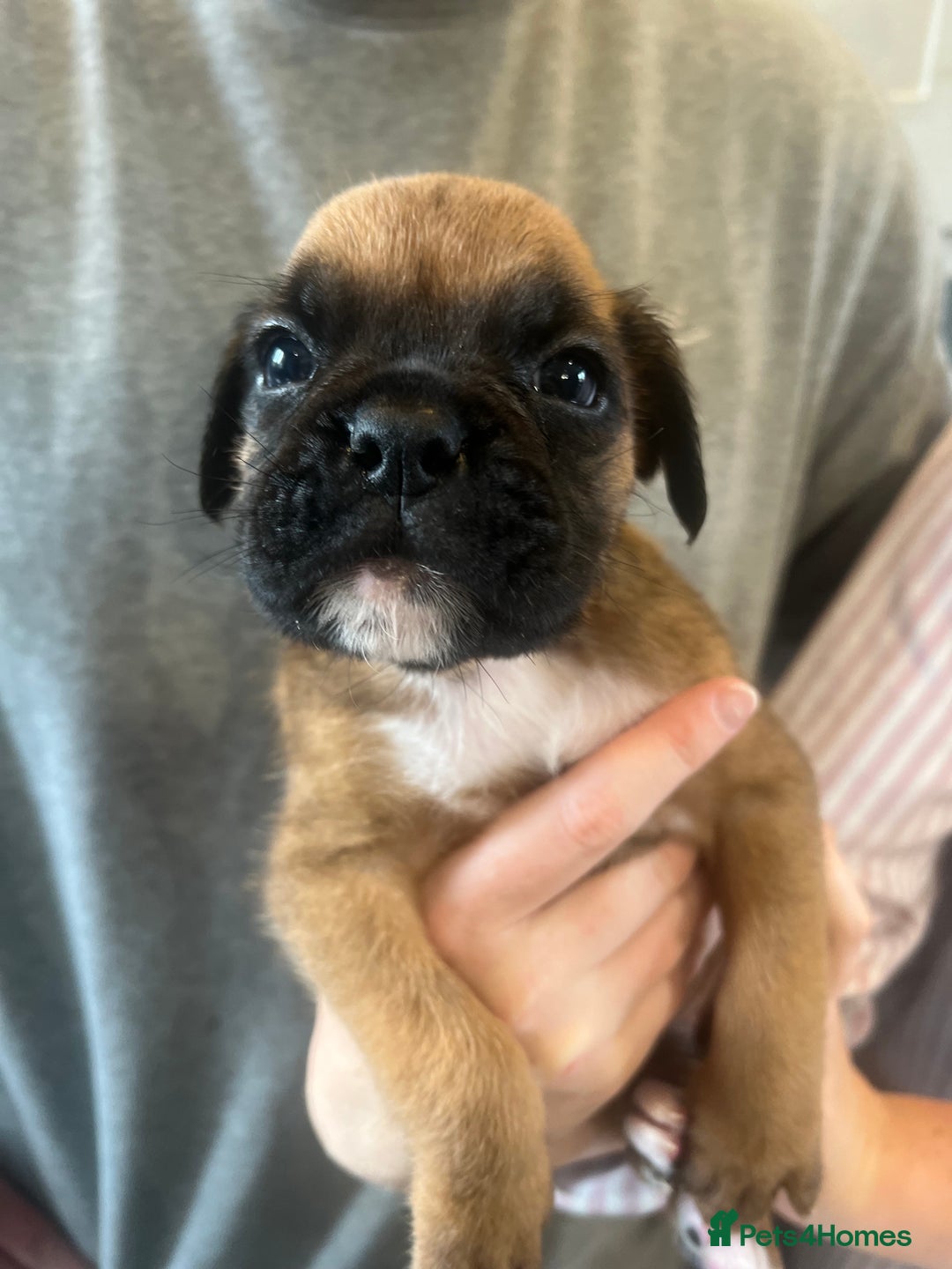 Boxer dogs for sale: Gorgeous litter of tailed and bob tailed boxers  - Image 3