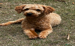 Toy Poodle dogs for stud: KC Registered Red Toy Poodle Fully DNA Tested in Radstock - Image 20
