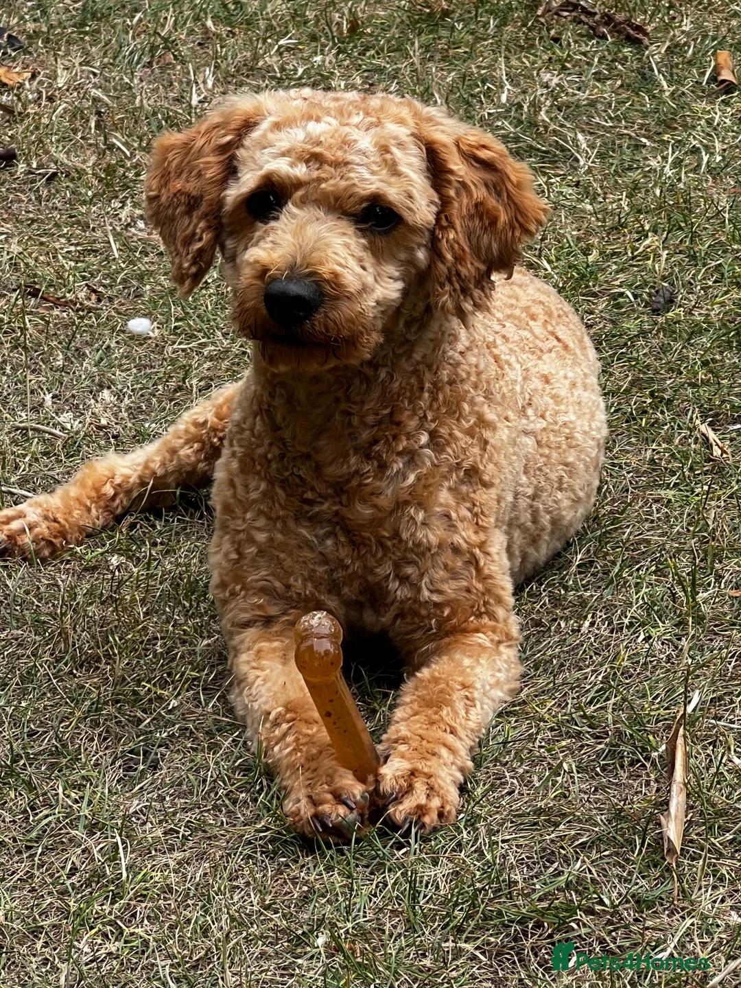 Toy Poodle dogs for stud: KC Registered Red Toy Poodle Fully DNA Tested in Radstock - Advert 20